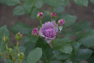 紫色蔷薇花绽放