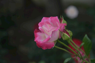 娇艳粉色月季花
