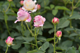粉色娇艳月季花绽放