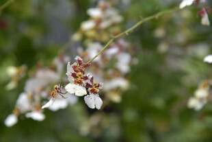 花间蜜蜂采蜜瞬间