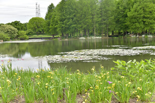 湖畔绿植环绕的宁静美景