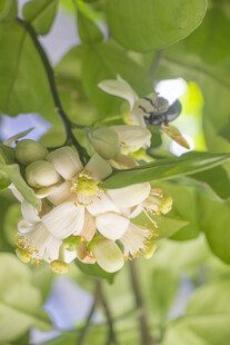 香橼花