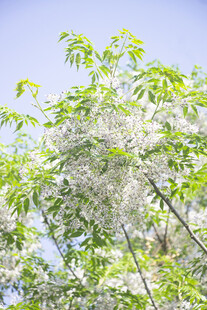 苦楝花