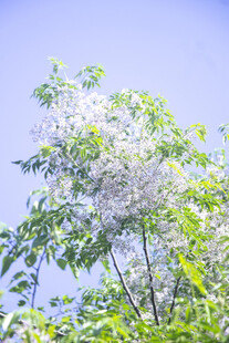 苦楝花
