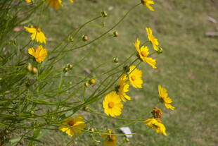 金鸡菊