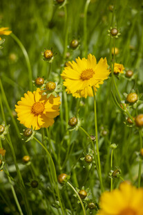 金鸡菊