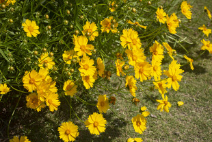 金鸡菊