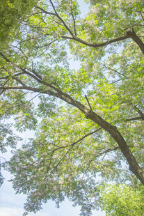 苦楝夏日繁茂绿树蓝天景象