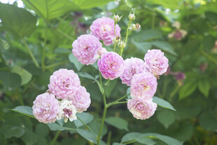 粉色蔷薇花绽放于绿叶间