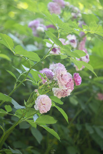 粉色蔷薇花绽放于绿叶间