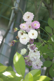 蔷薇花