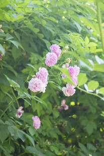 蔷薇花