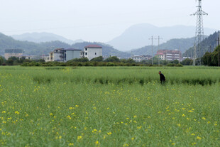 田野 油菜花