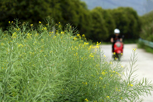 摩托车 道路 黄花