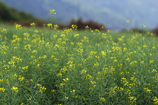油菜花 田野