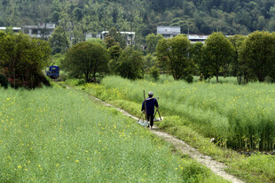 田园 小径 行人