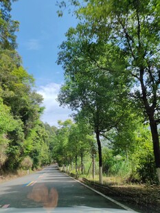 林间公路畅享自然清新