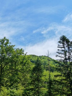山林葱郁