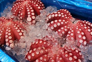 八爪鱼