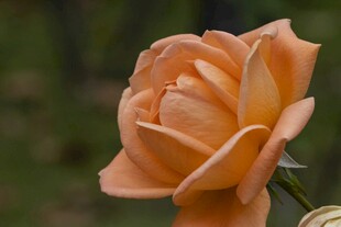 橙色娇艳月季花特写