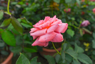 娇艳粉色月季花绽放