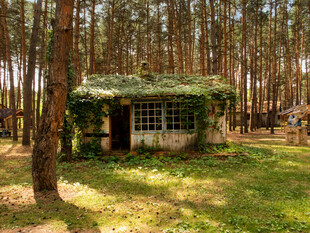 森林中的绿植覆盖小屋