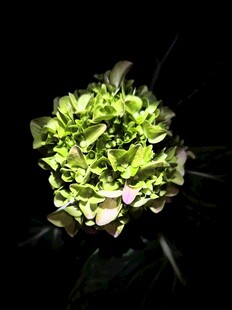 绣球花