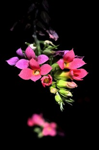 长寿花