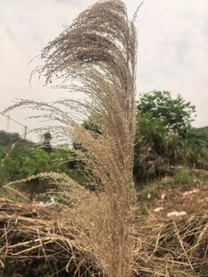 芒草