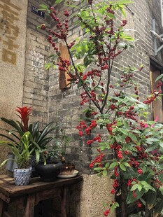 朱砂根