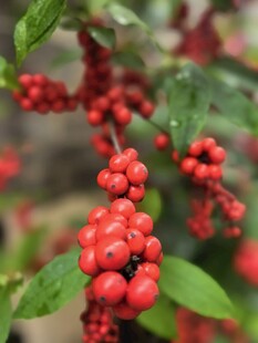 朱砂根