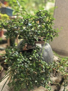 福建茶