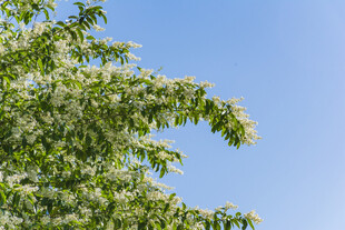 枝头繁花映蓝天