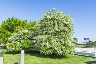 绿叶白花树清新户外景致