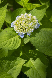 八仙花绣球花 