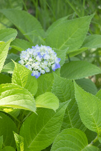 八仙花