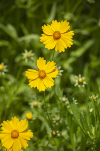 金鸡菊