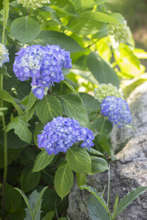 蓝色八仙花