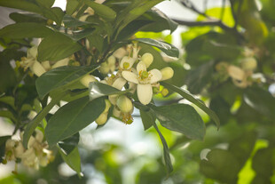 香橼花