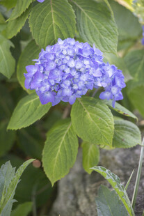 蓝色八仙花 
