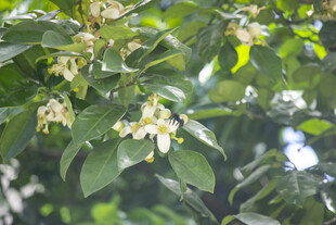 香橼花