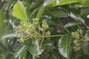 珊瑚树花苞