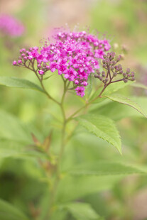 粉花绣线菊