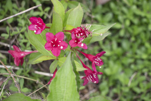 锦带花