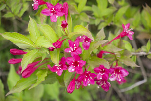 锦带花 
