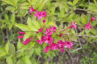 锦带花