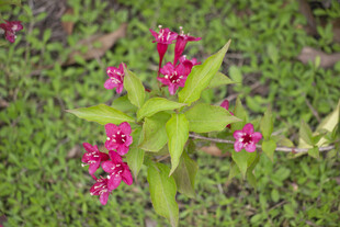 锦带花