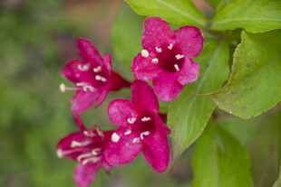 锦带花