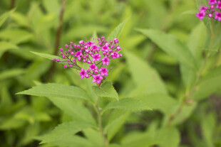 粉花绣线菊