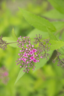 粉花绣线菊
